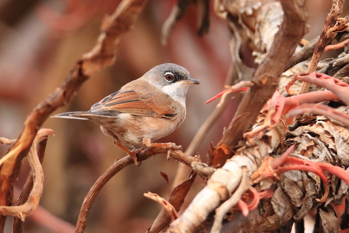Spectacled Warbler - ML539735621