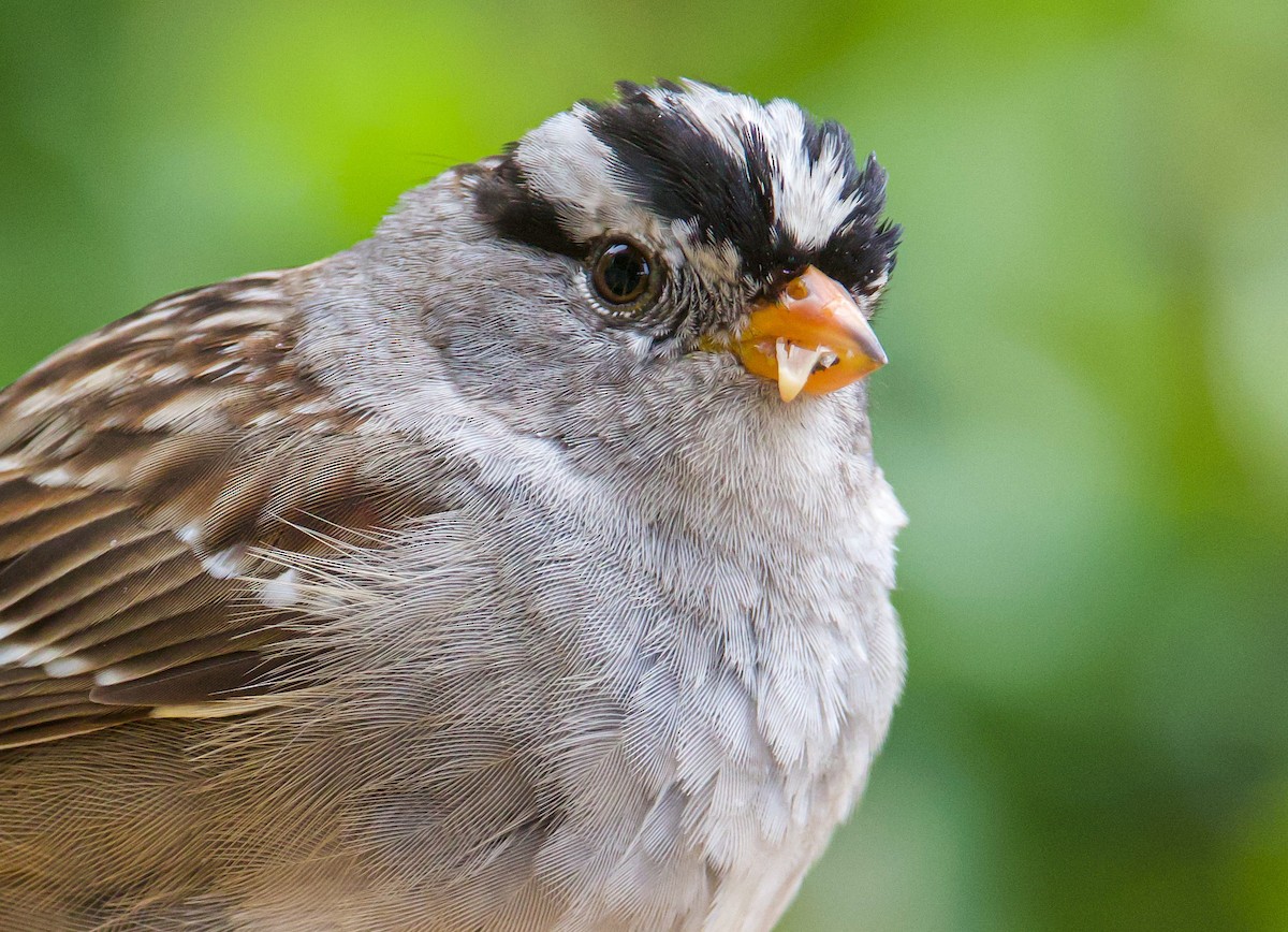 White-crowned Sparrow (Gambel's) - ML539739461
