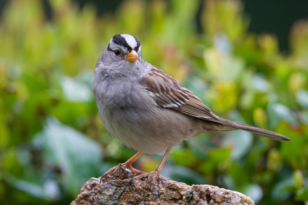 White-crowned Sparrow (Gambel's) - ML539739491