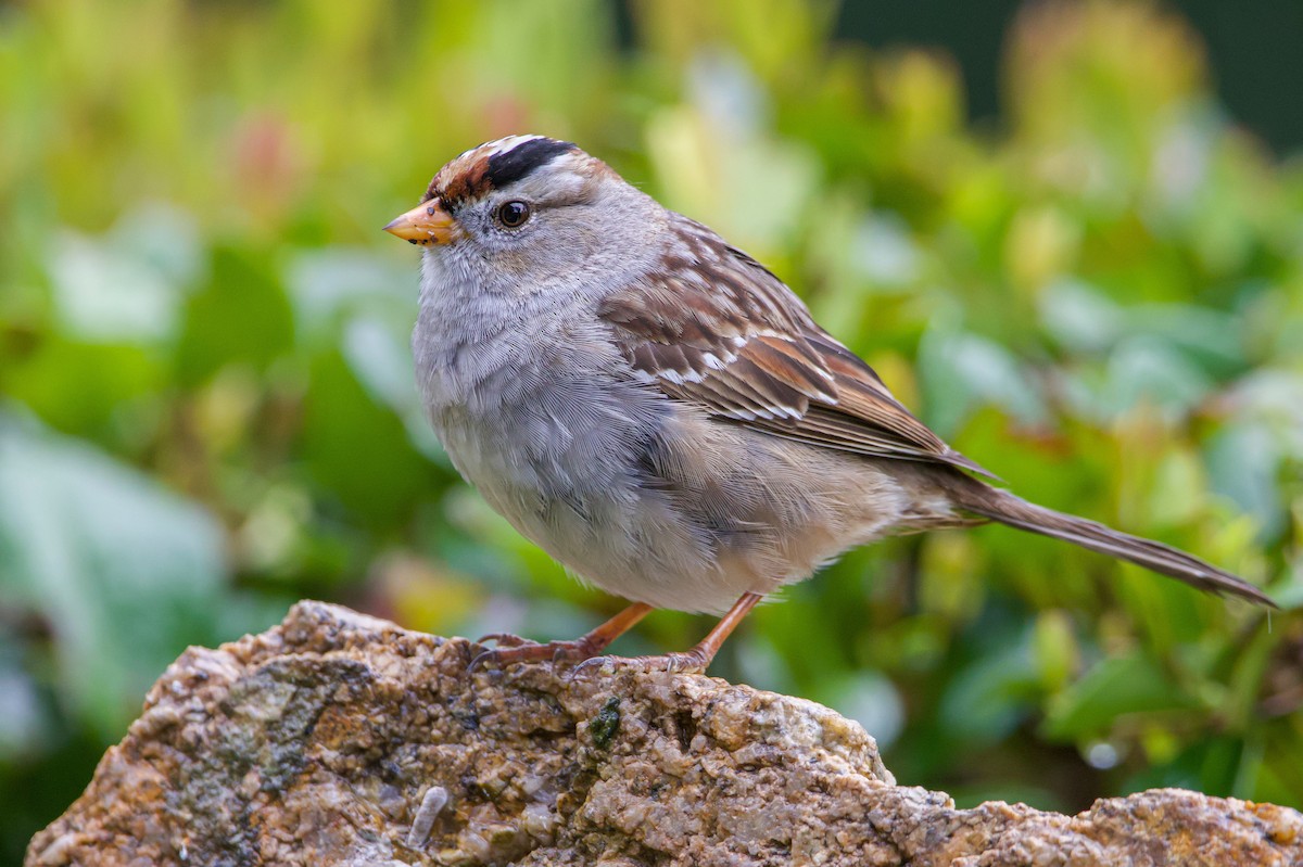 White-crowned Sparrow (Gambel's) - ML539739501