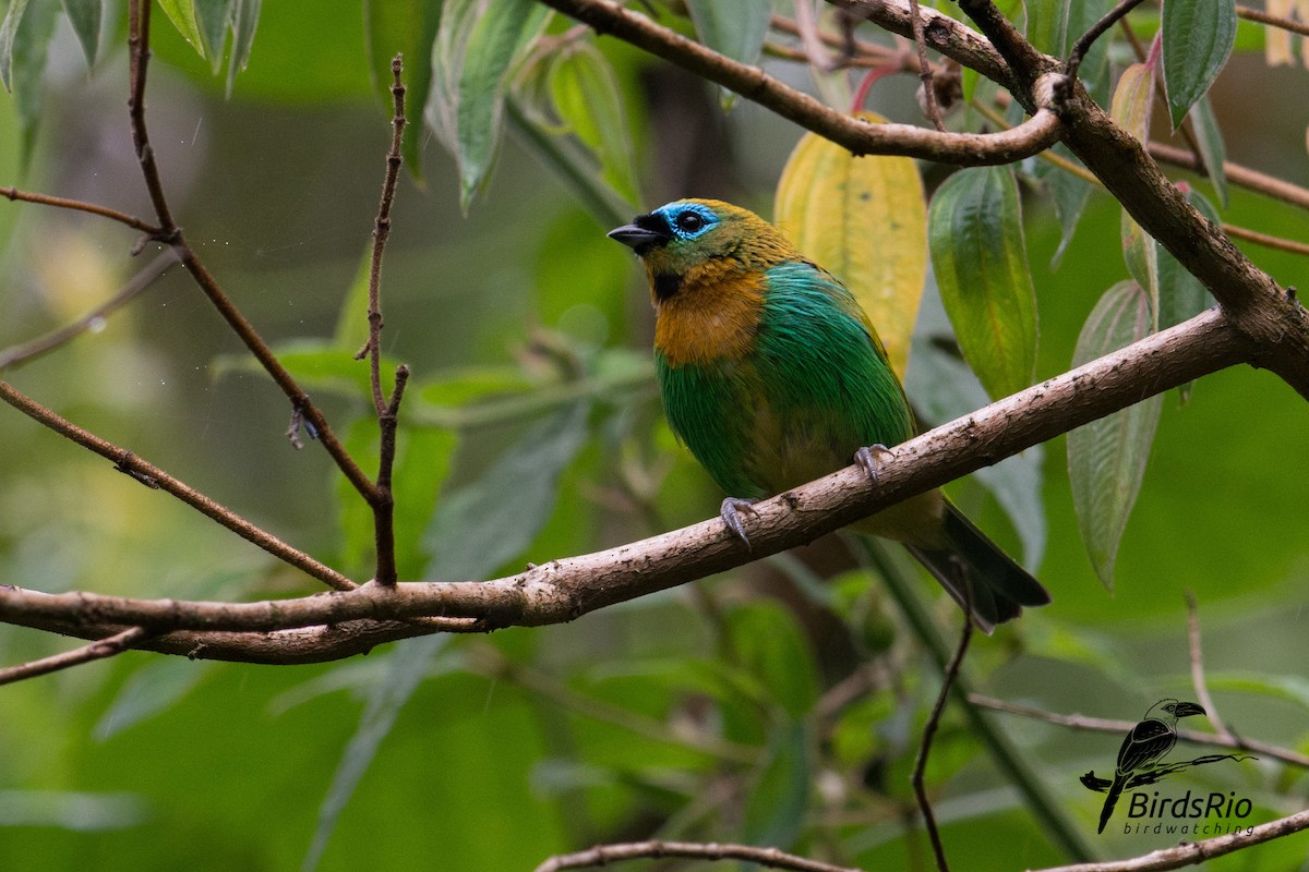 Brassy-breasted Tanager - ML53974131