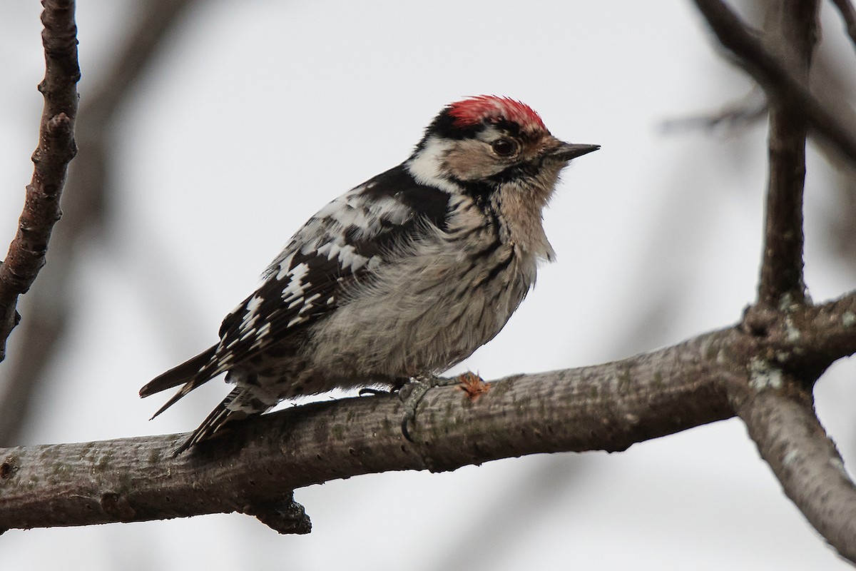Lesser Spotted Woodpecker - ML539746831