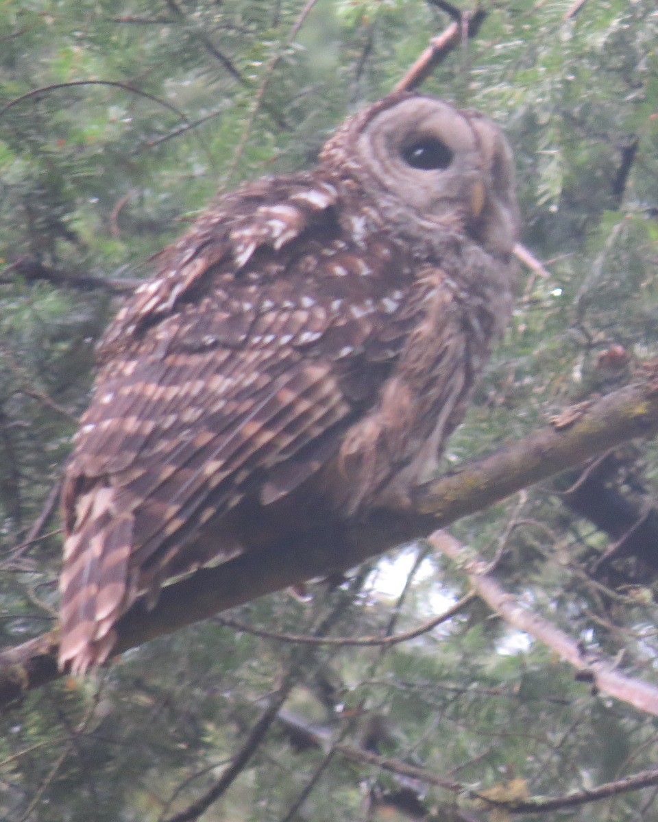 Barred Owl - ML53974701