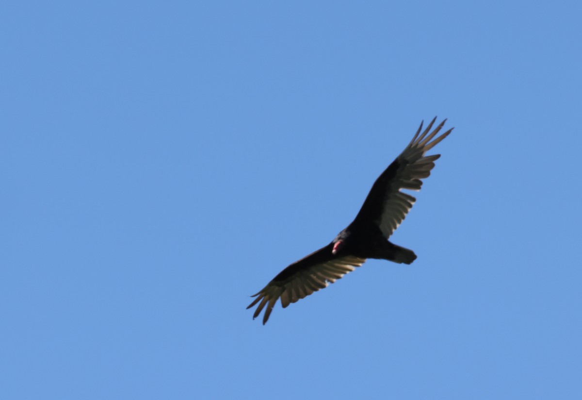 Turkey Vulture - ML539747421