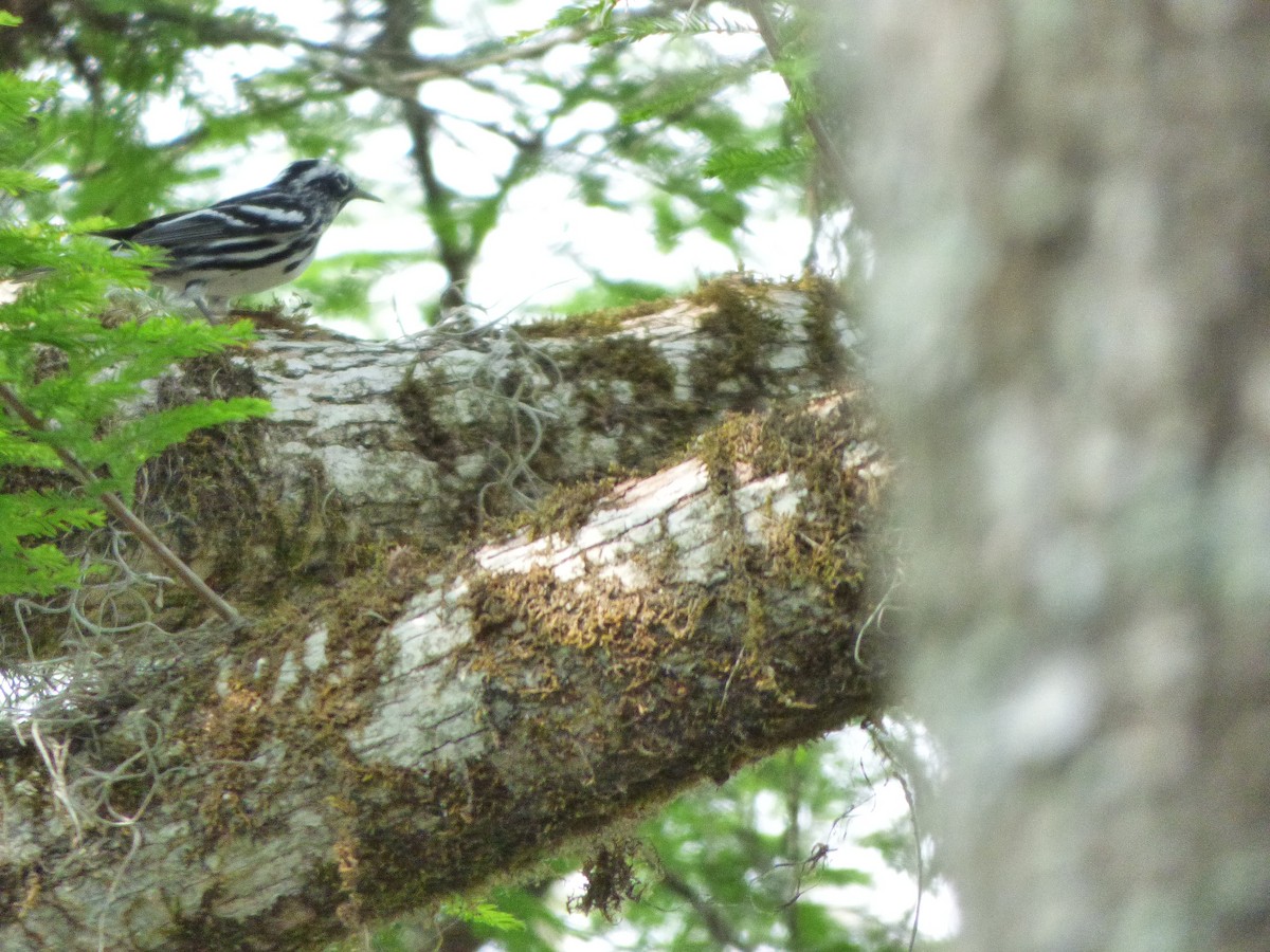 Black-and-white Warbler - Kevin Rohling