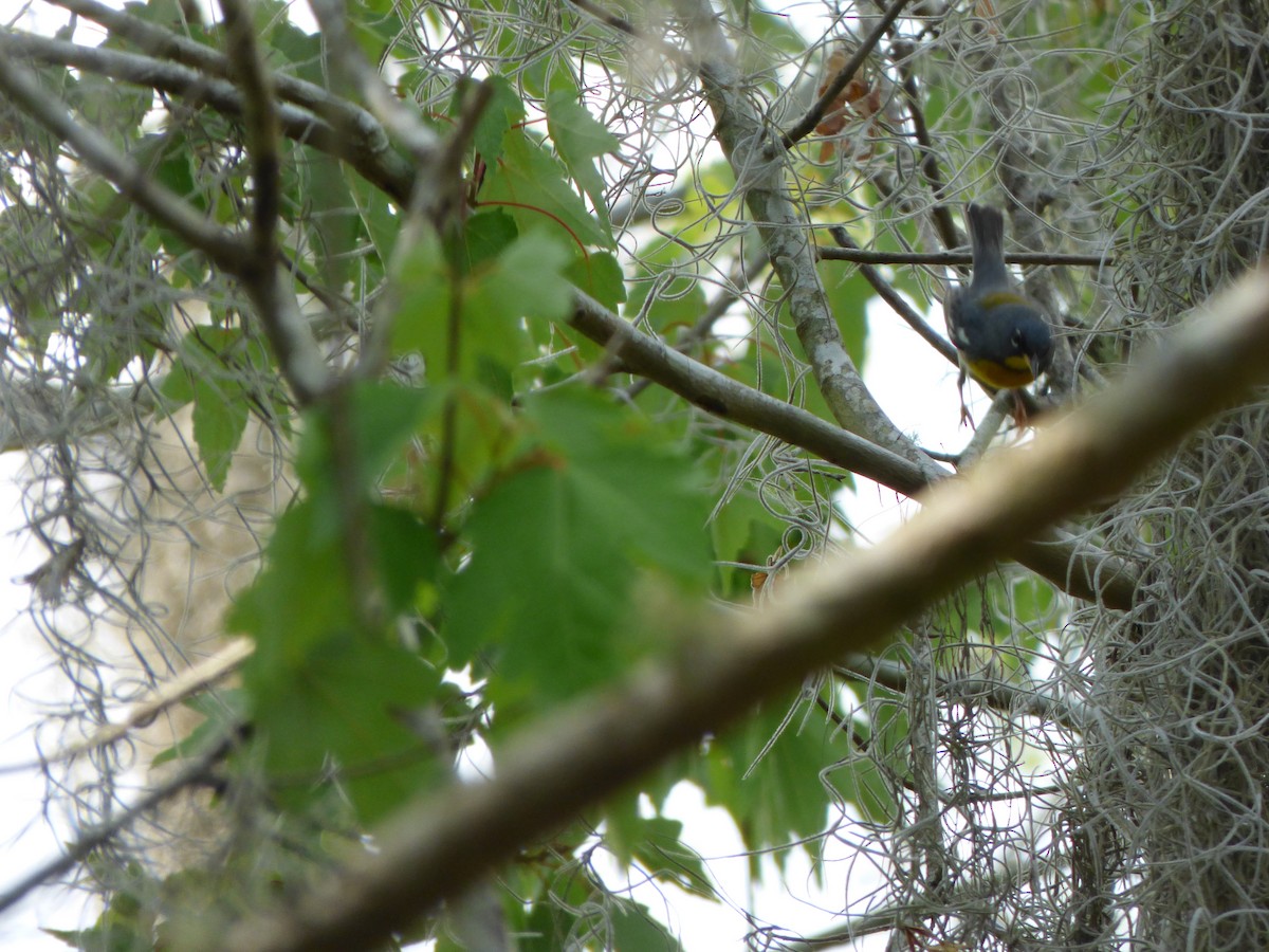 Northern Parula - Kevin Rohling