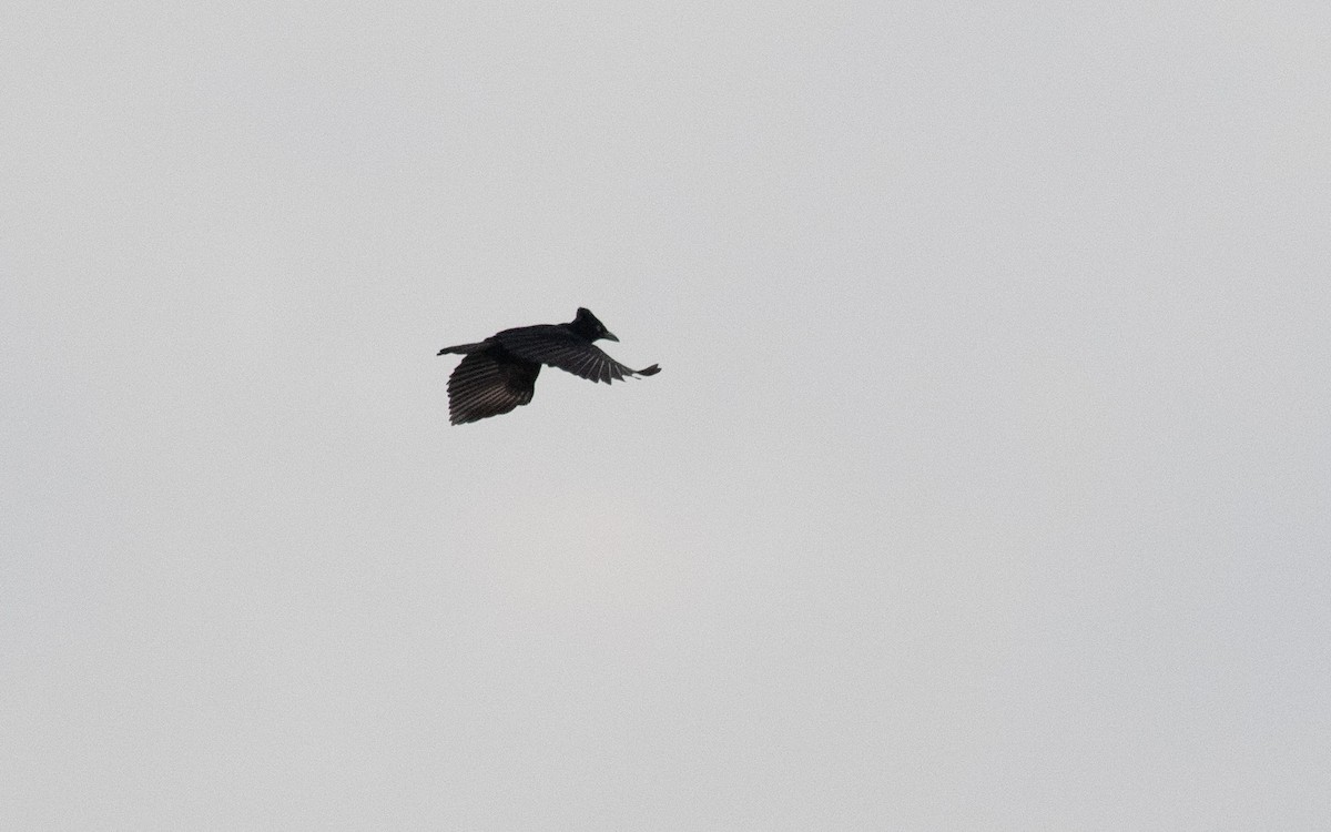 Амазонская зонтичная птица - ML539760761
