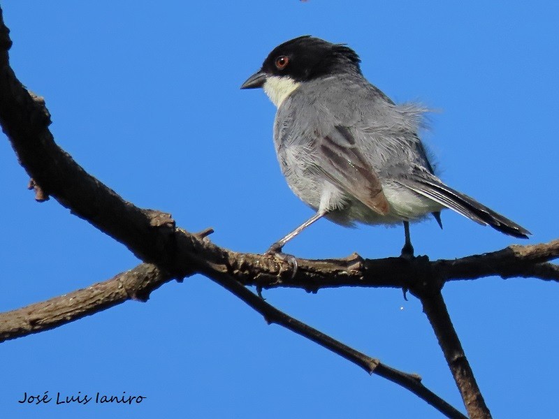Black-capped Warbling Finch - ML539760931
