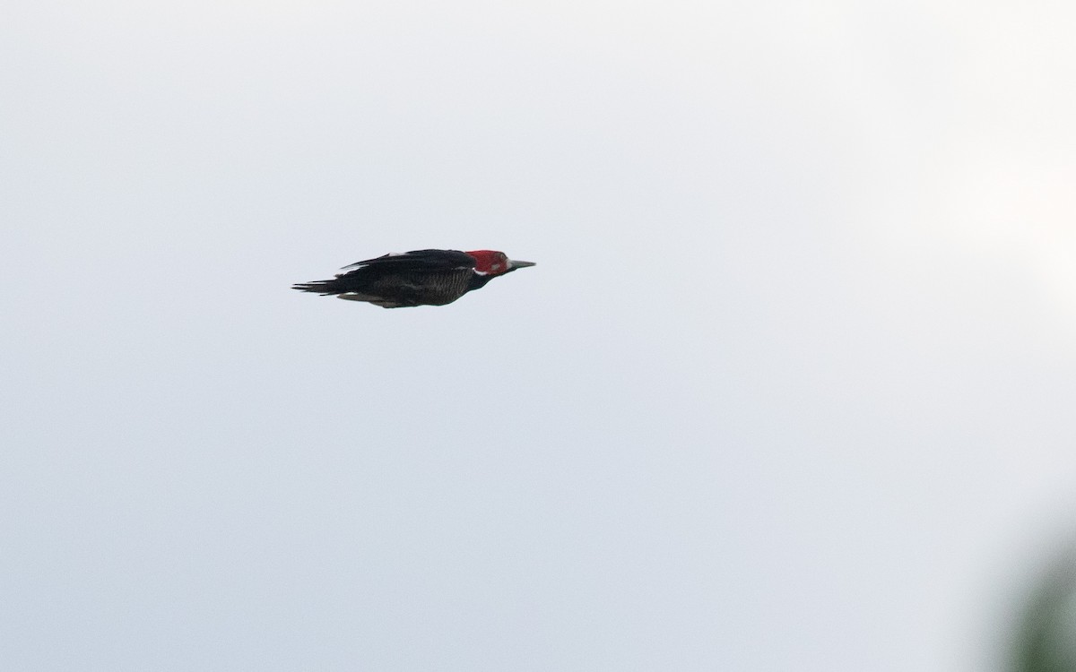 Crimson-crested Woodpecker - ML539761081