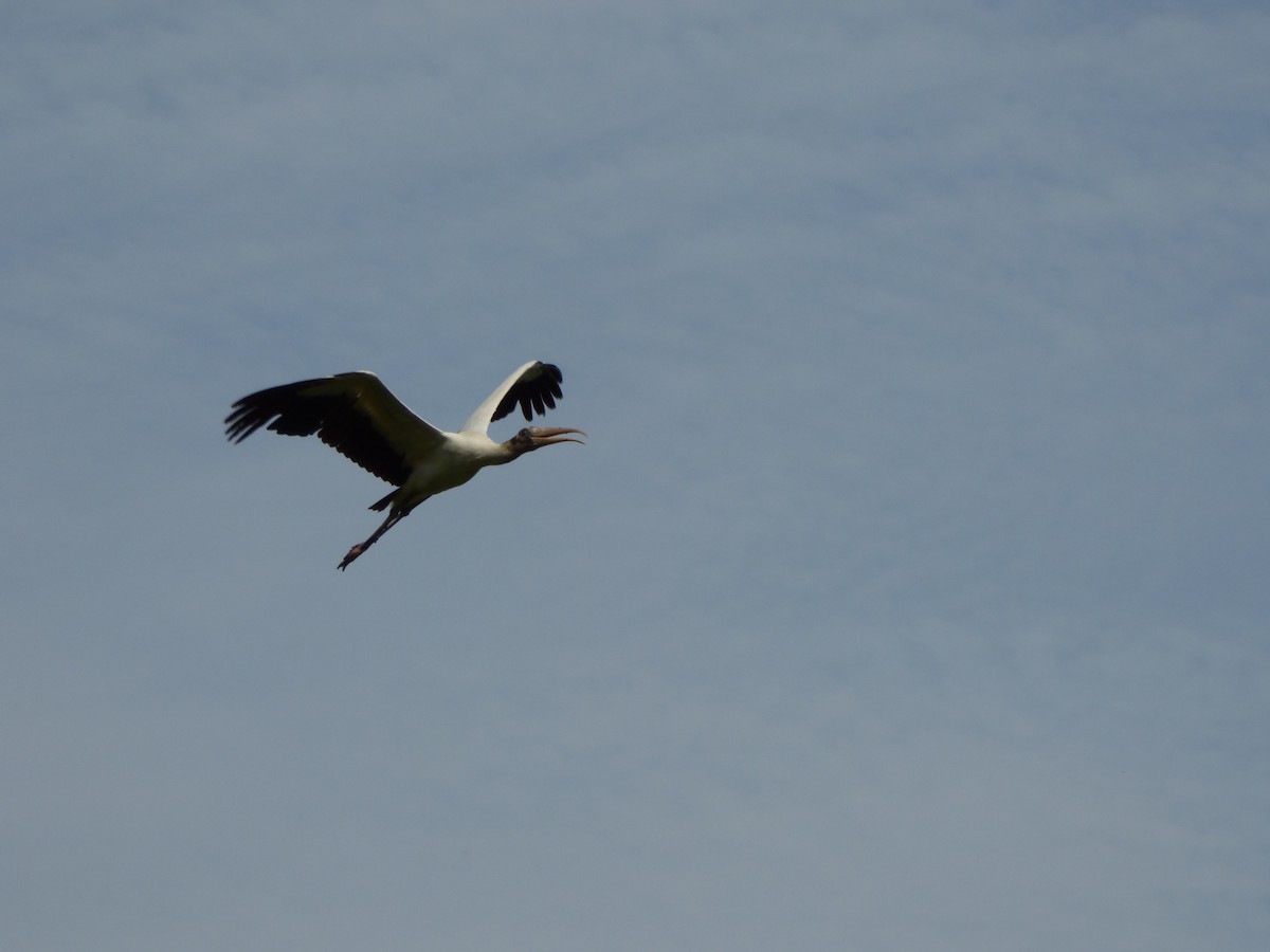 Wood Stork - Kevin Rohling