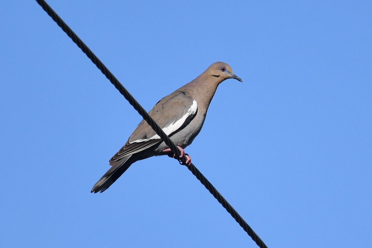 White-winged Dove - ML539763671
