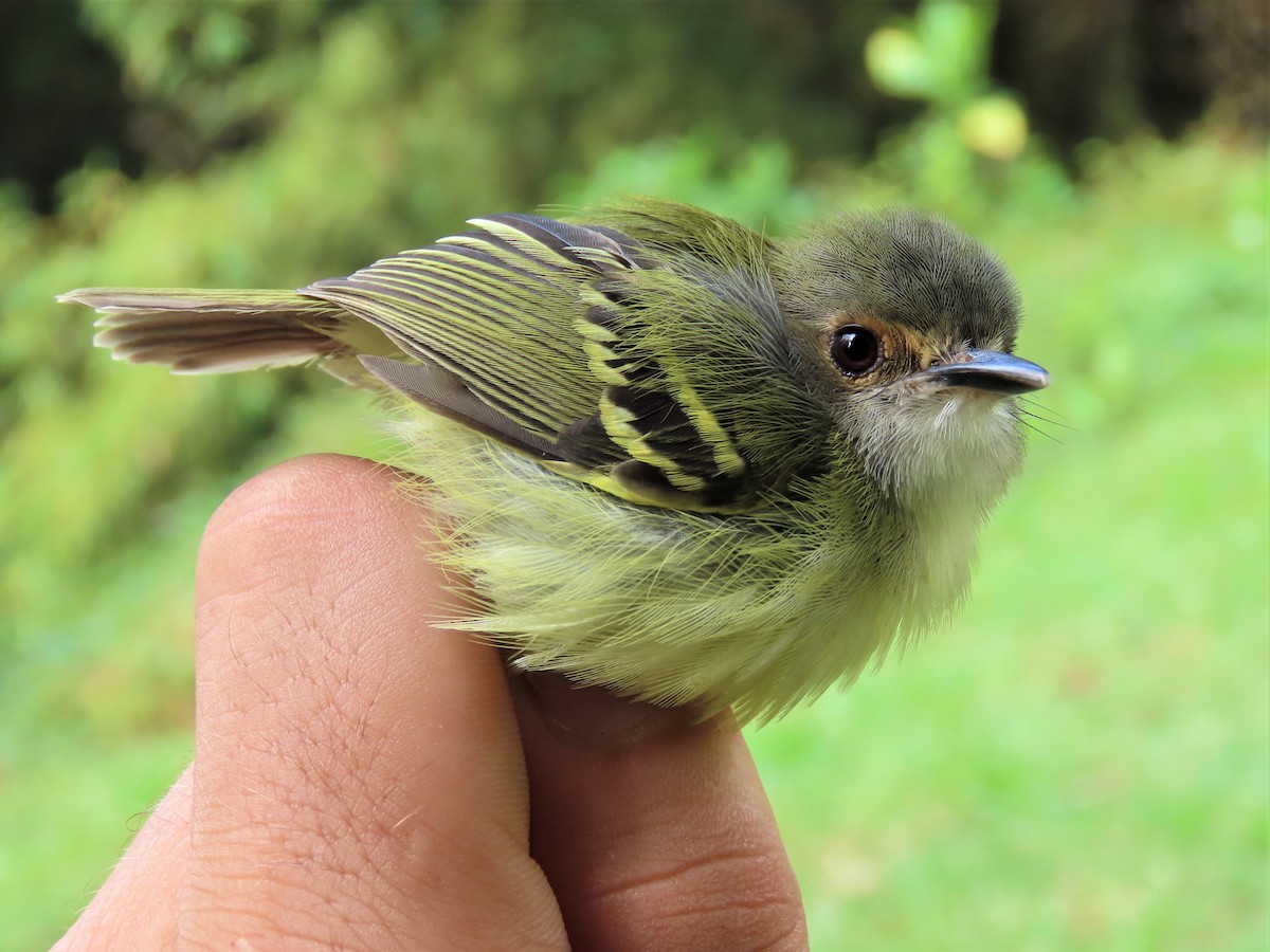 Smoky-fronted Tody-Flycatcher - ML539764241