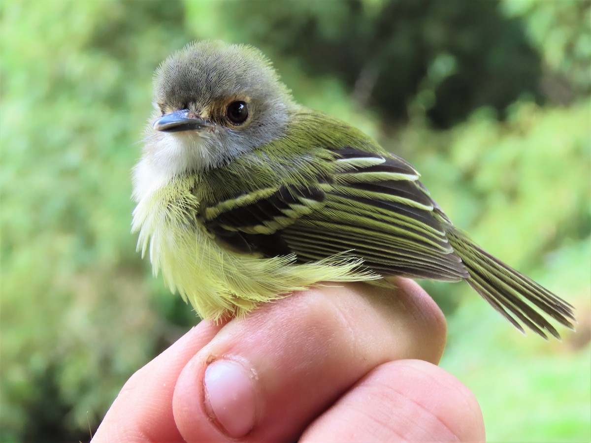 Smoky-fronted Tody-Flycatcher - ML539764261