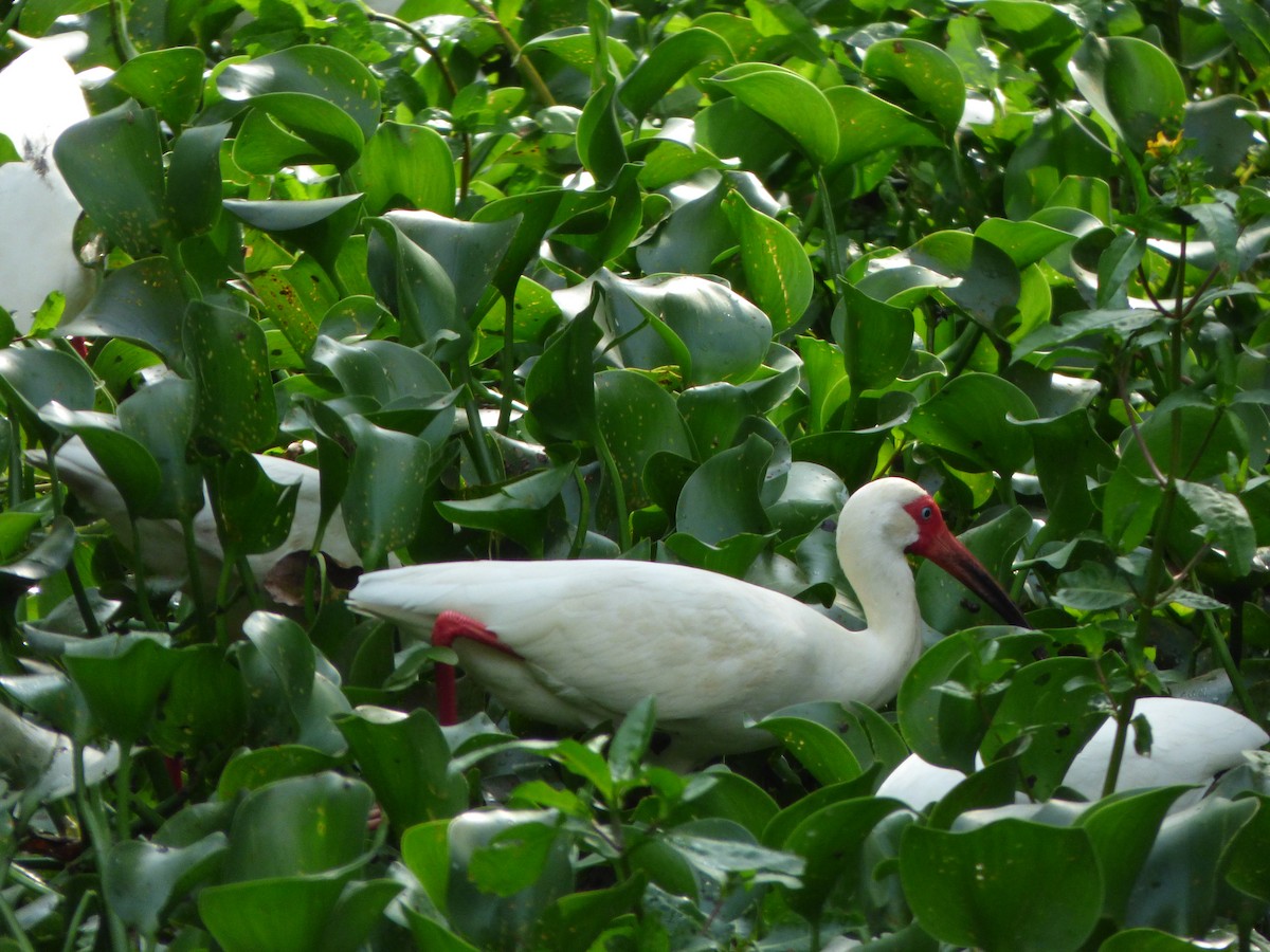 White Ibis - Kevin Rohling