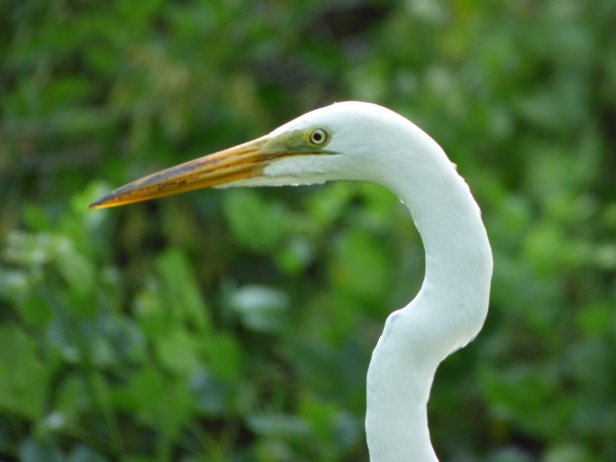 Great Egret (American) - Kevin Rohling