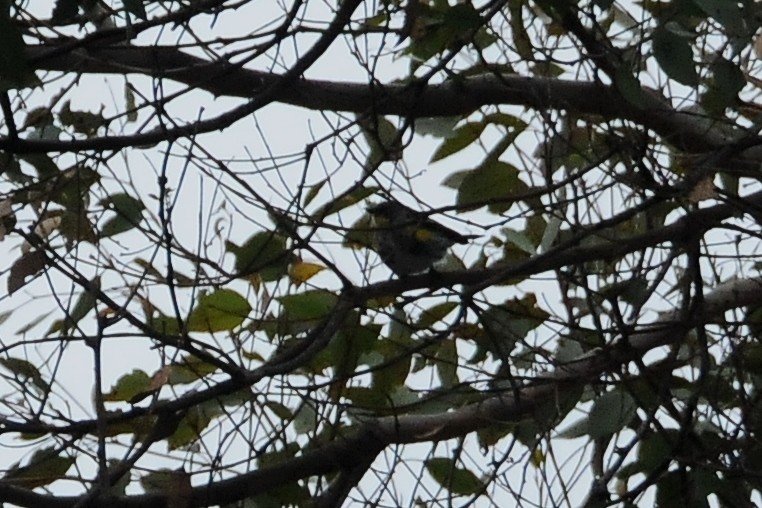 Yellow-rumped Warbler (Myrtle) - John Doty