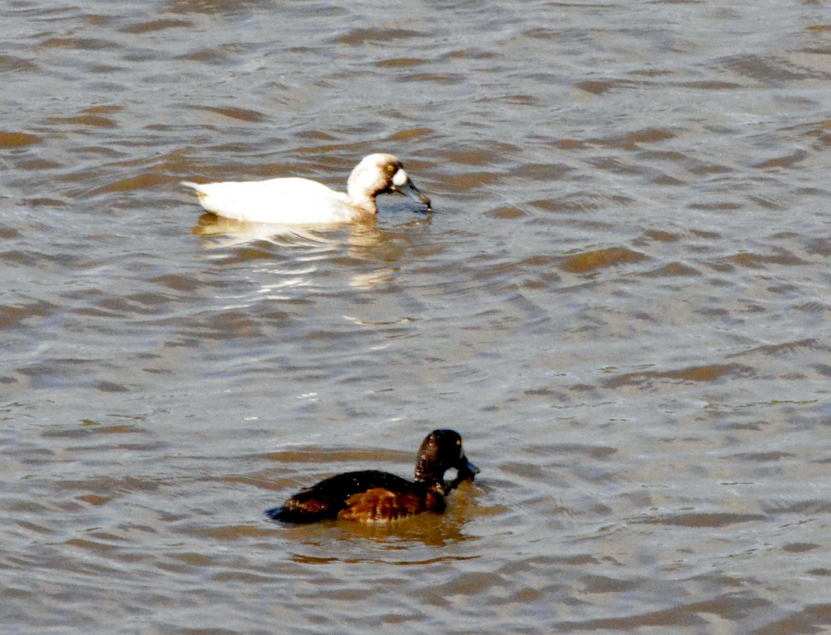 Greater Scaup - ML53977621