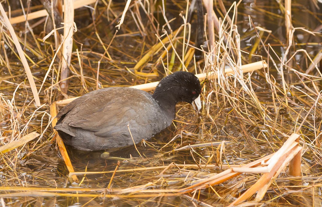 American Coot (Red-shielded) - Damon Williford