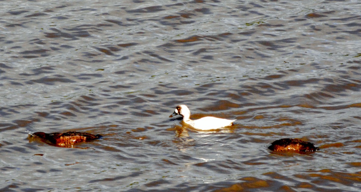 Greater Scaup - ML53977661