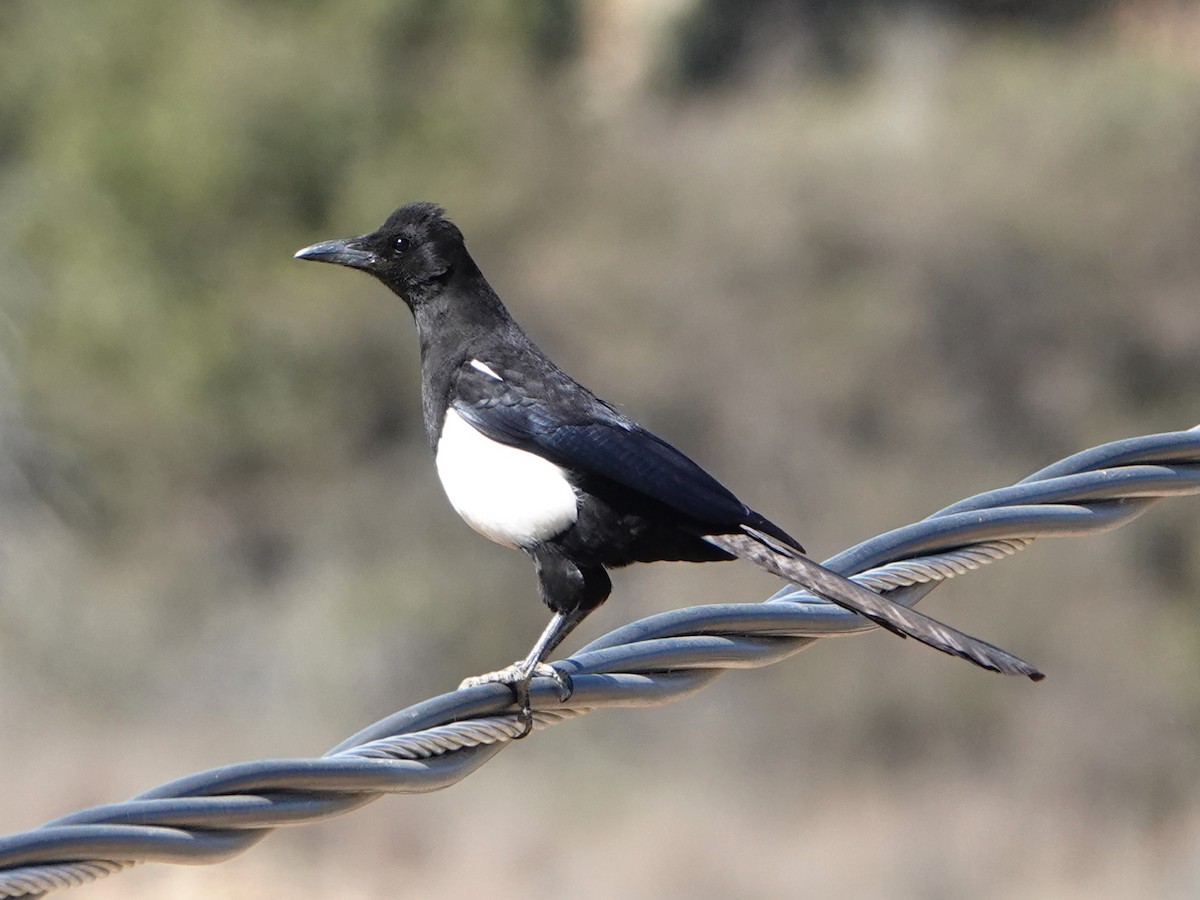 Asir Magpie - Barry Reed