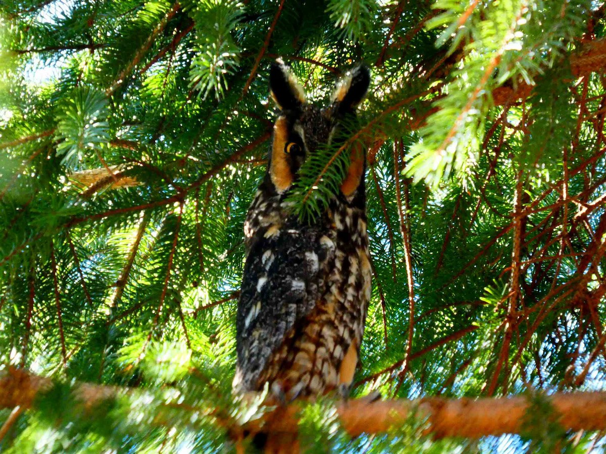 Long-eared Owl - ML539780361