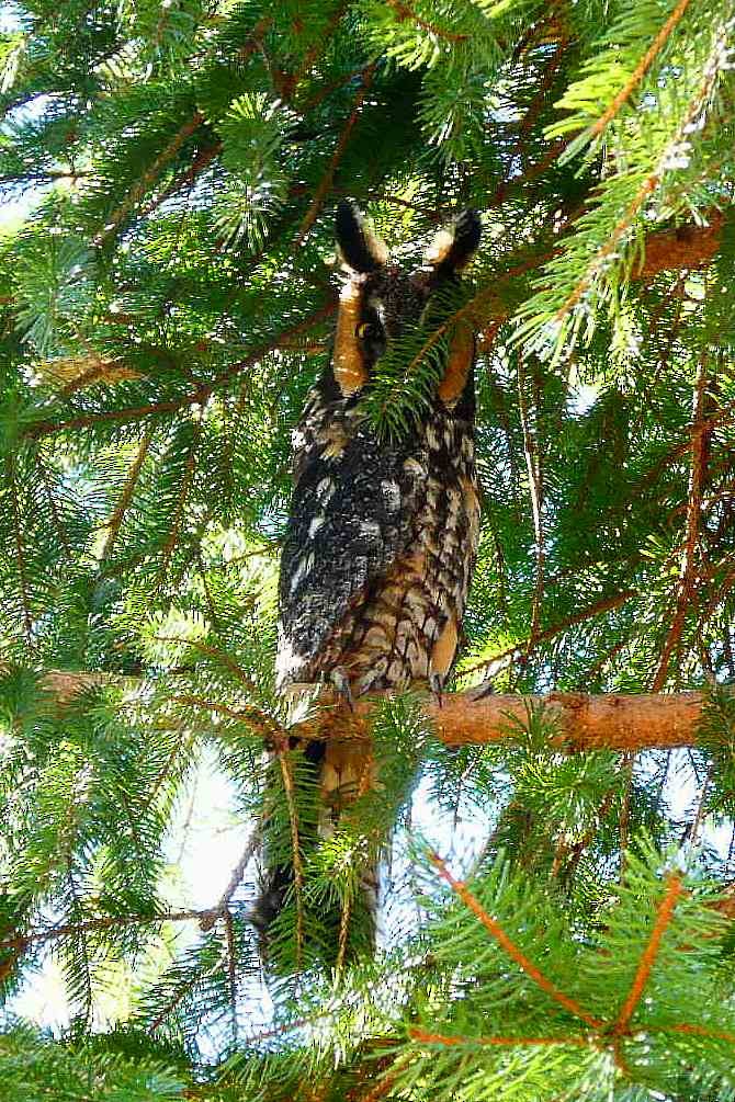 Long-eared Owl - ML539780371