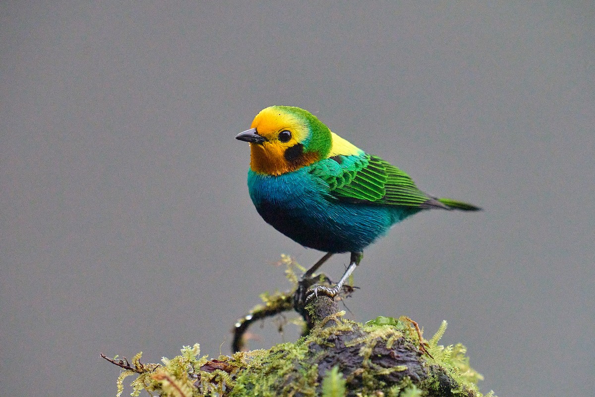 Multicolored Tanager - Brennan Moore
