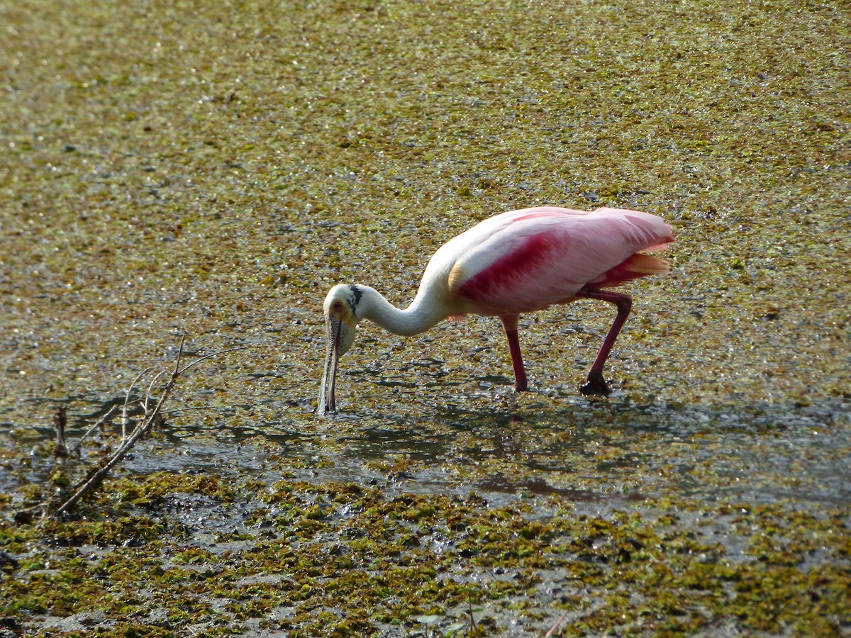 Roseate Spoonbill - Kevin Rohling