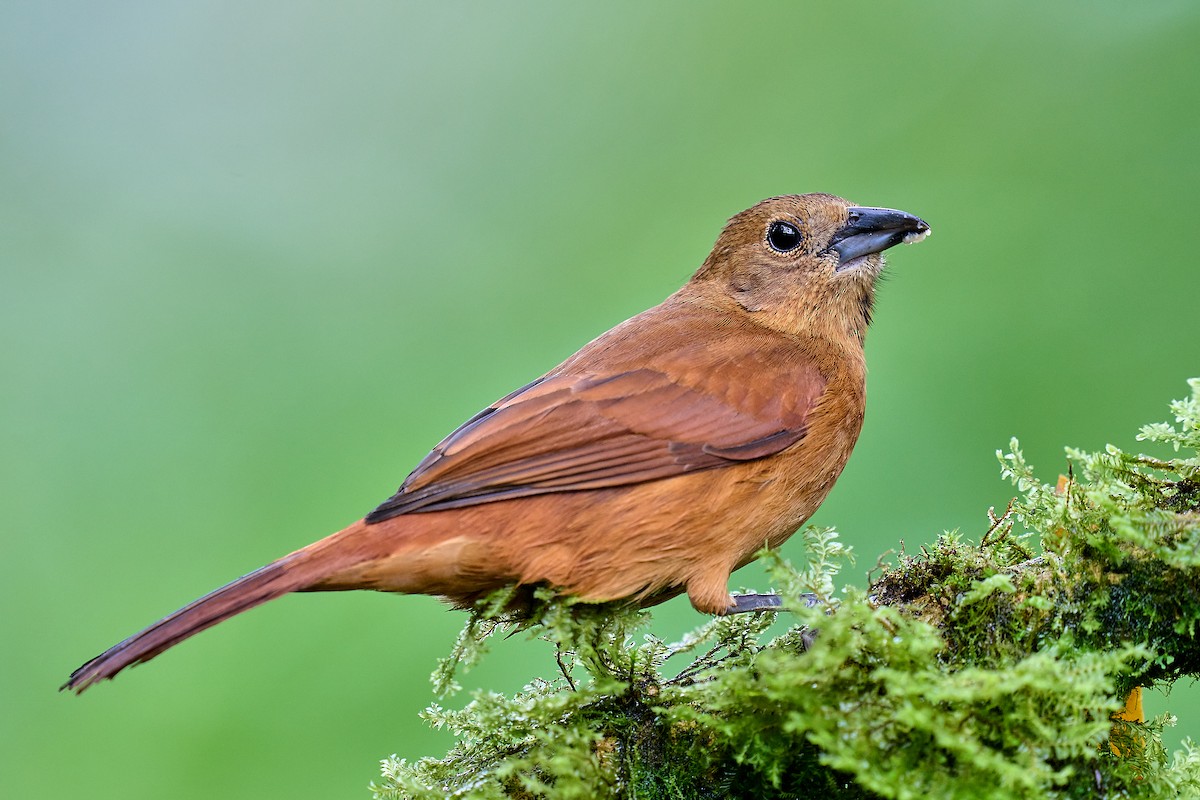 White-lined Tanager - ML539788211