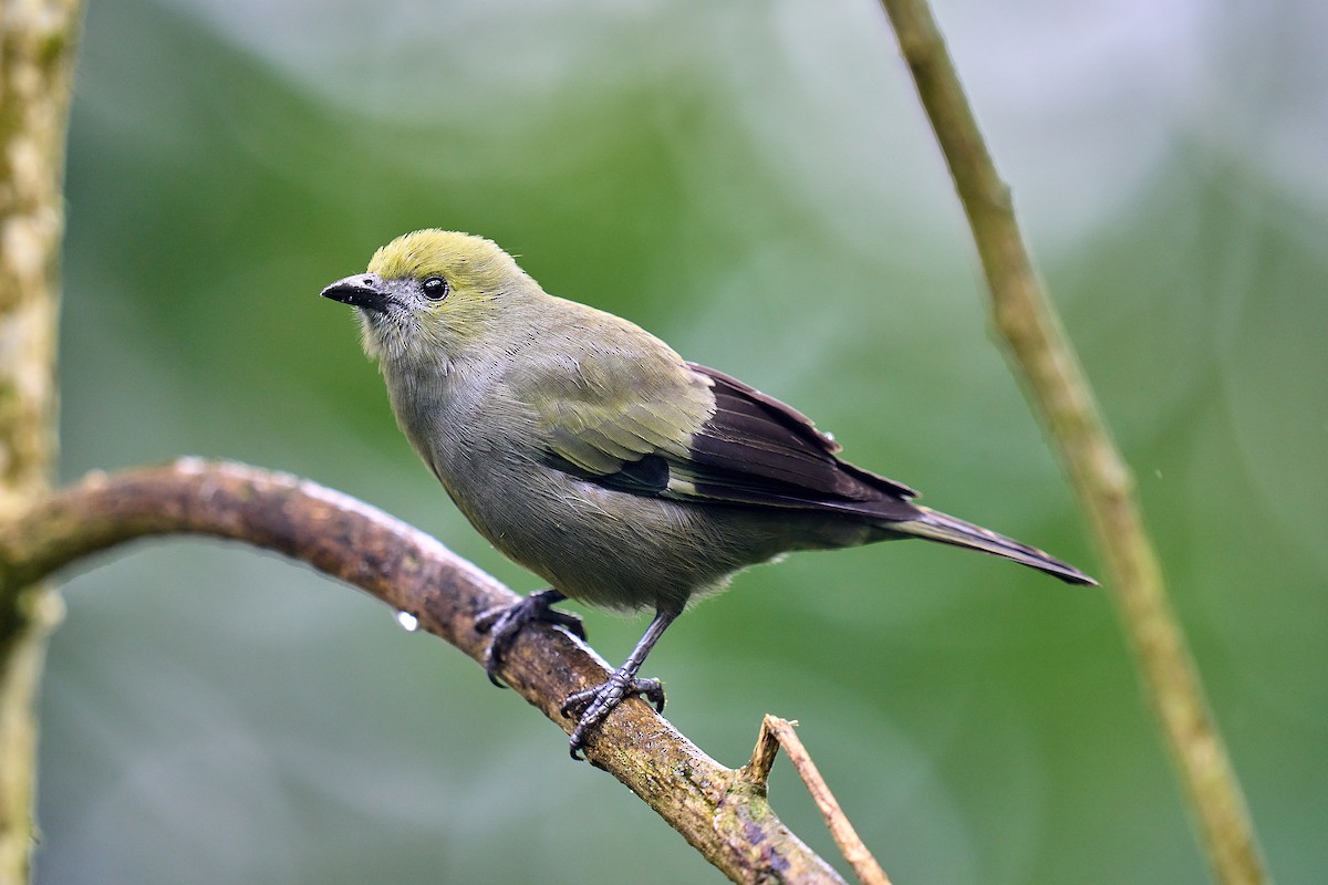 Palm Tanager - ML539788791