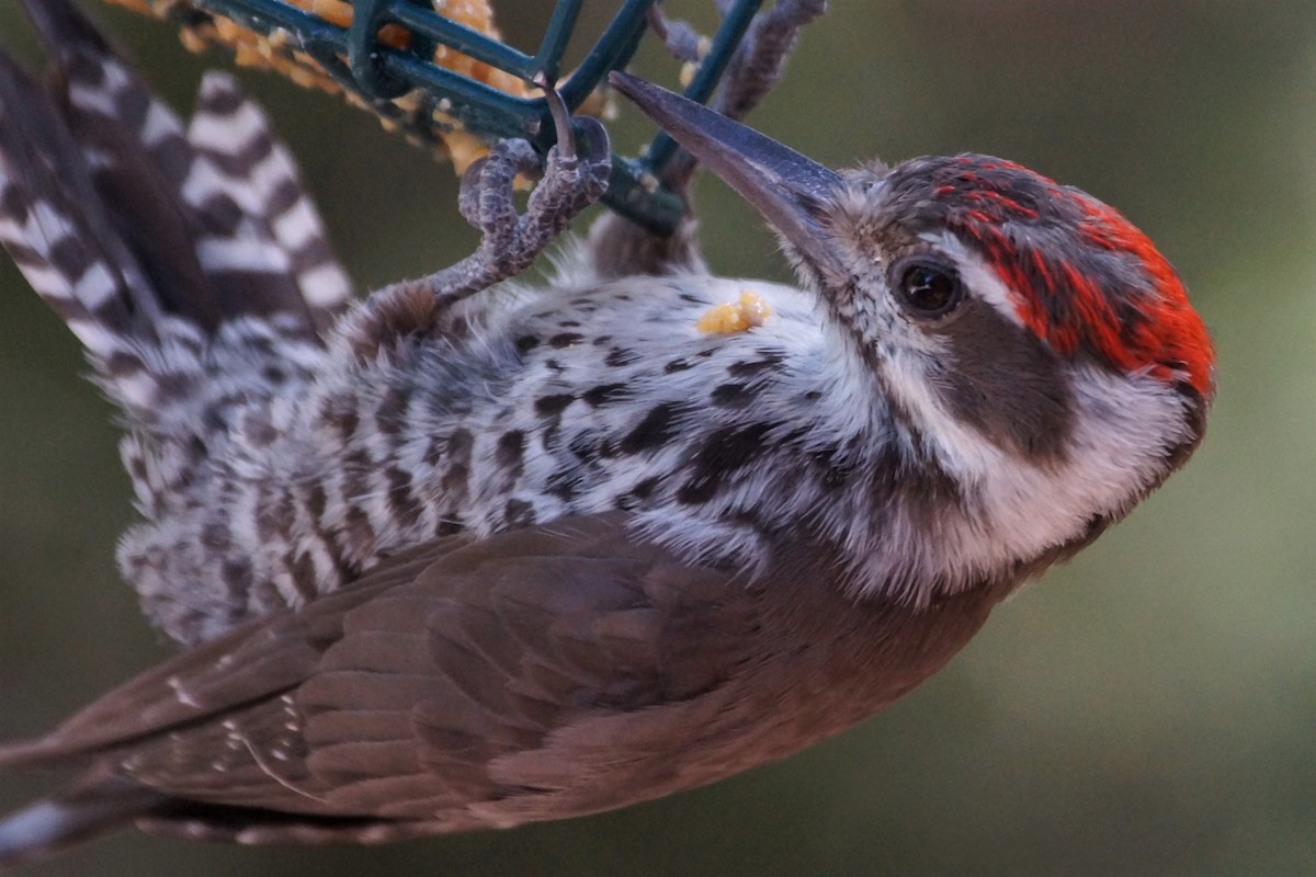 Arizona Woodpecker - Maxwell Ramey