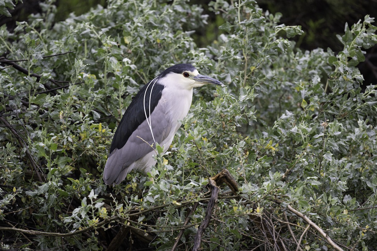 Black-crowned Night-Heron - ML539793011