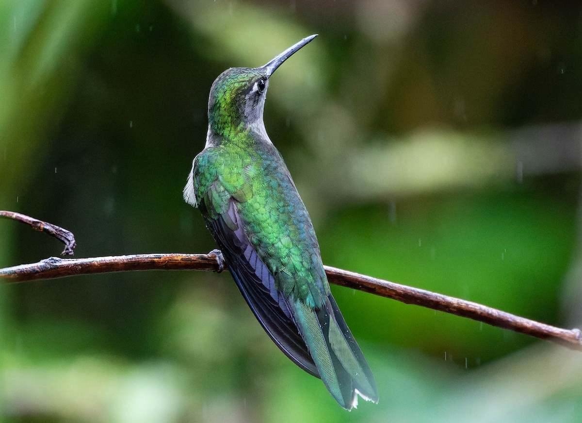 kolibřík šedoprsý - ML539798471