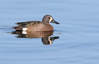 Blue-winged Teal, ML53979901