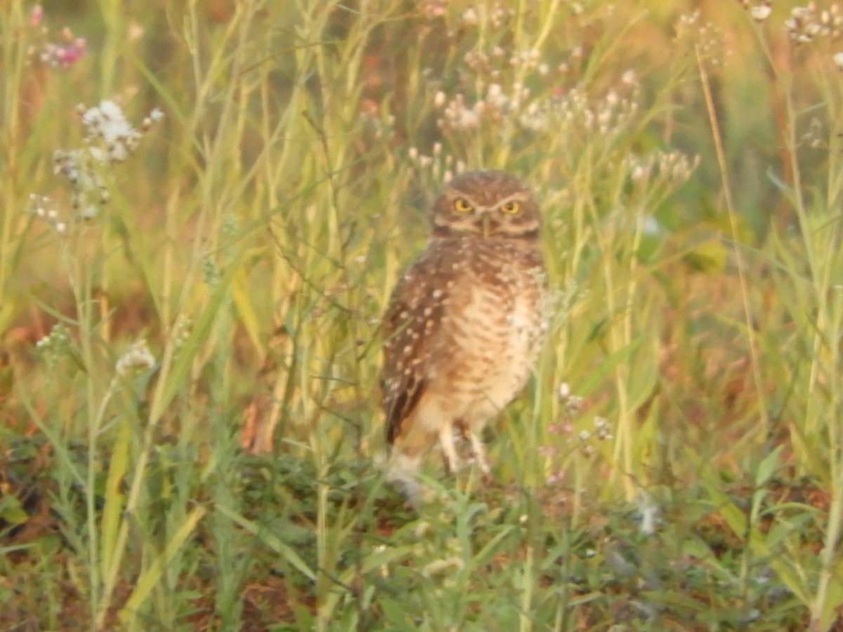 Burrowing Owl - ML539802021
