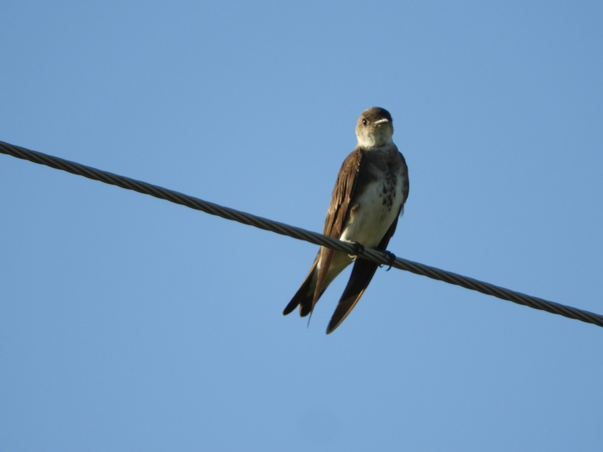 Brown-chested Martin - ML539804911