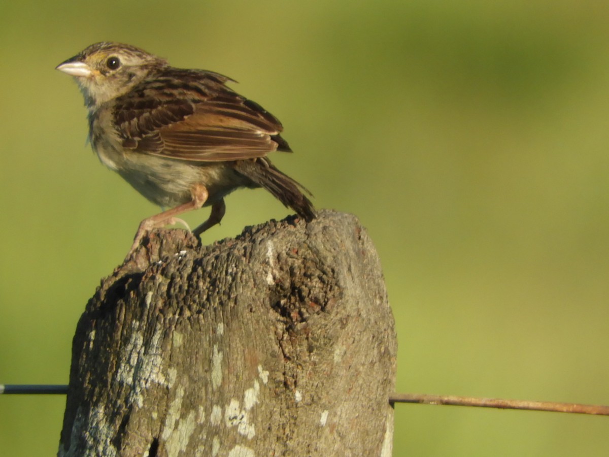 Grassland Sparrow - ML539806591