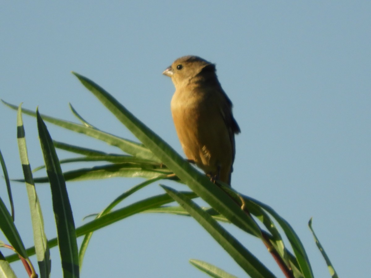 Tawny-bellied Seedeater - ML539807561