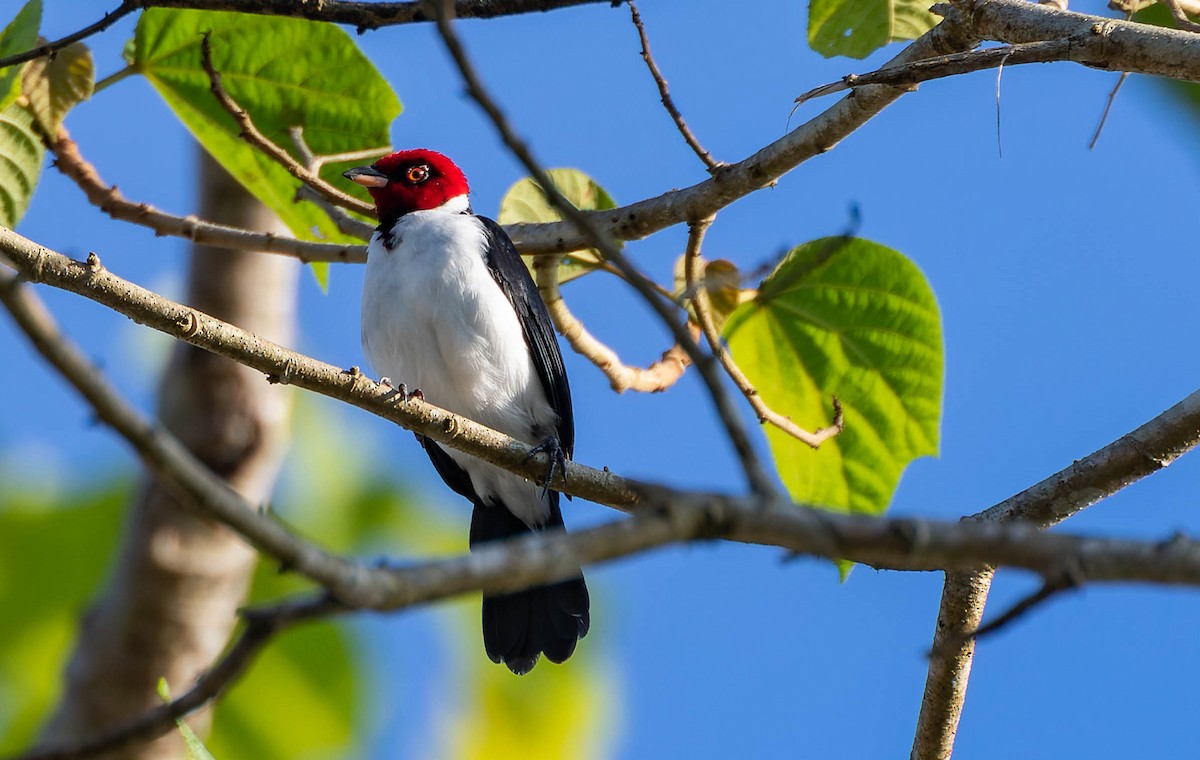 Red-capped Cardinal - ML539809811