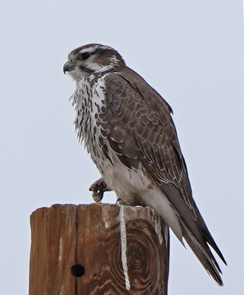 Prairie Falcon - Greg Mihalik