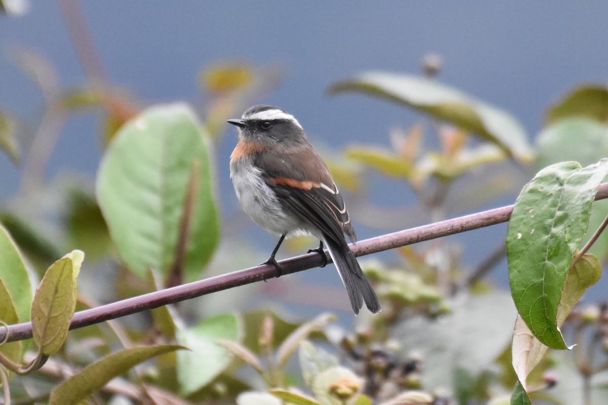 Rufous-breasted Chat-Tyrant - ML539814771