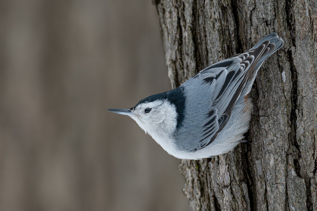 White-breasted Nuthatch - ML539817381