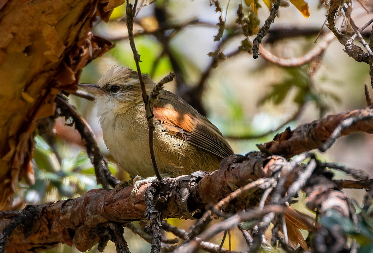 Creamy-crested Spinetail - ML539821661