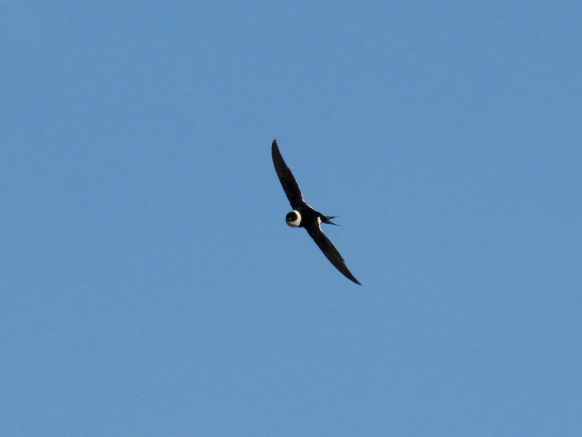 Great Swallow-tailed Swift - ML53982251