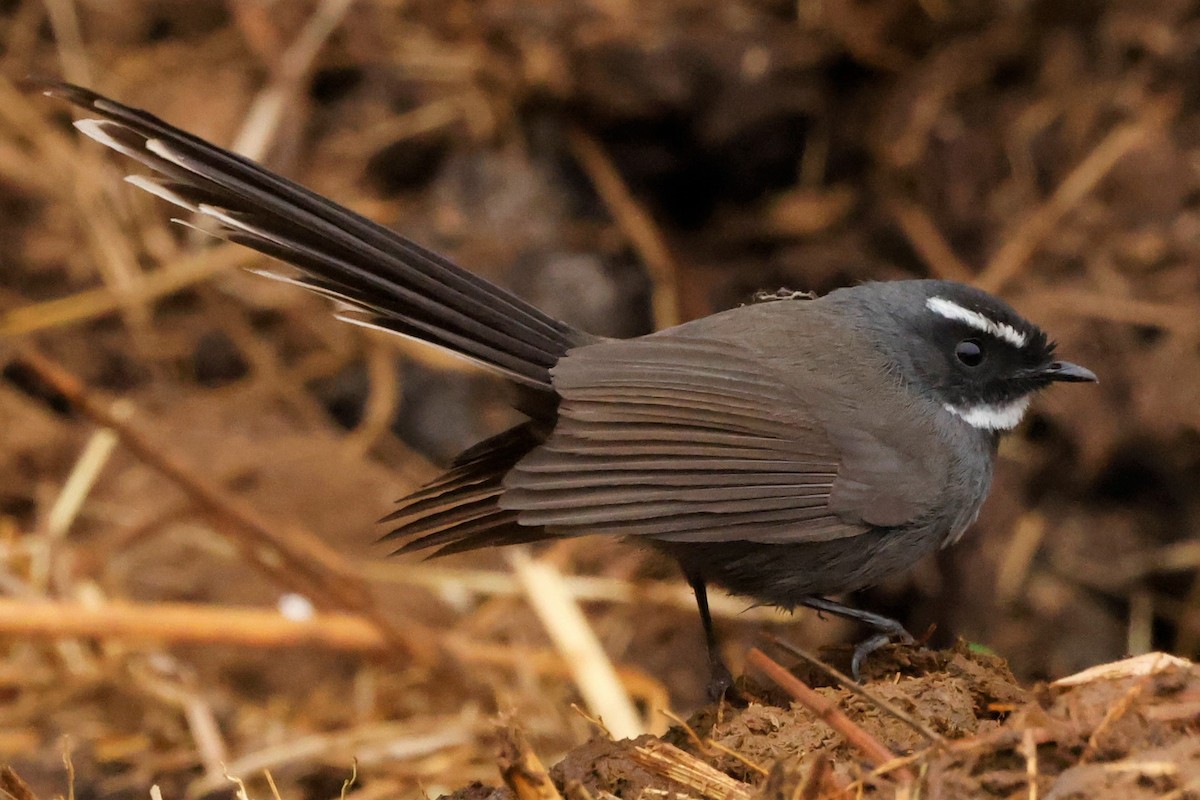 White-throated Fantail - ML539823181
