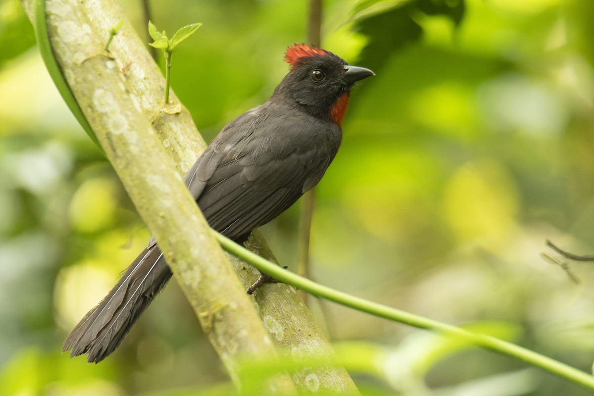 Sooty Ant-Tanager - ML539832301