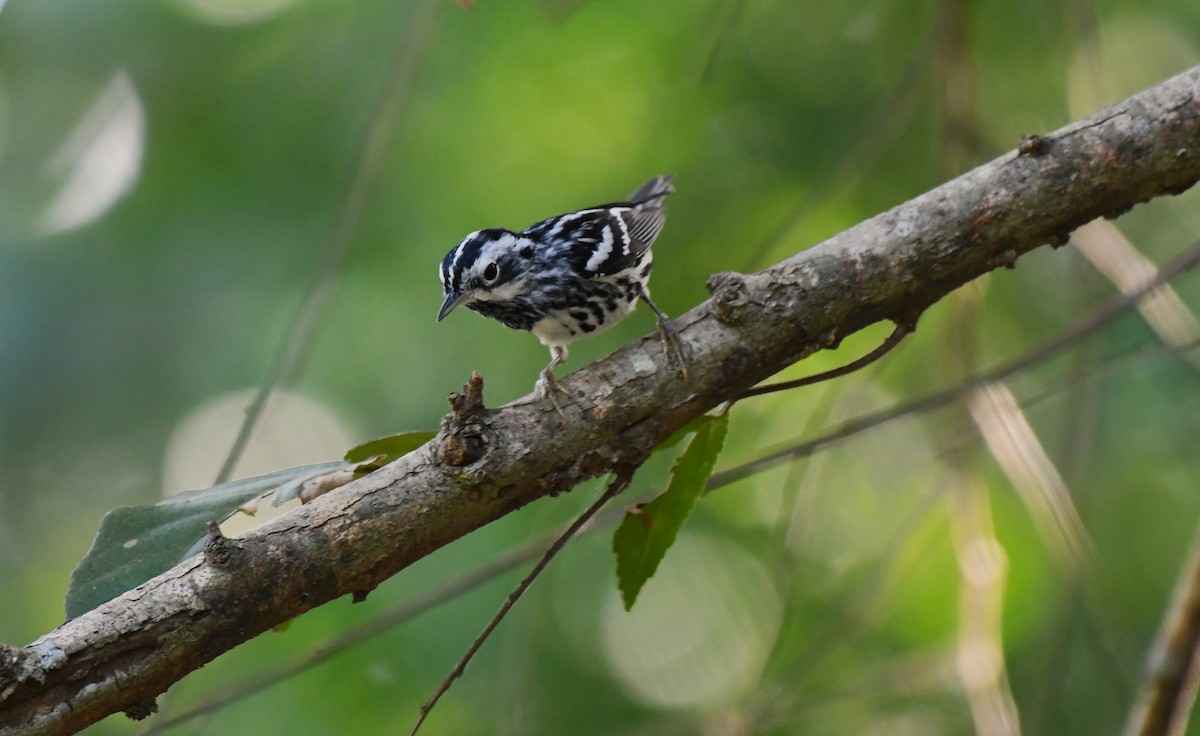 Black-and-white Warbler - ML539834681