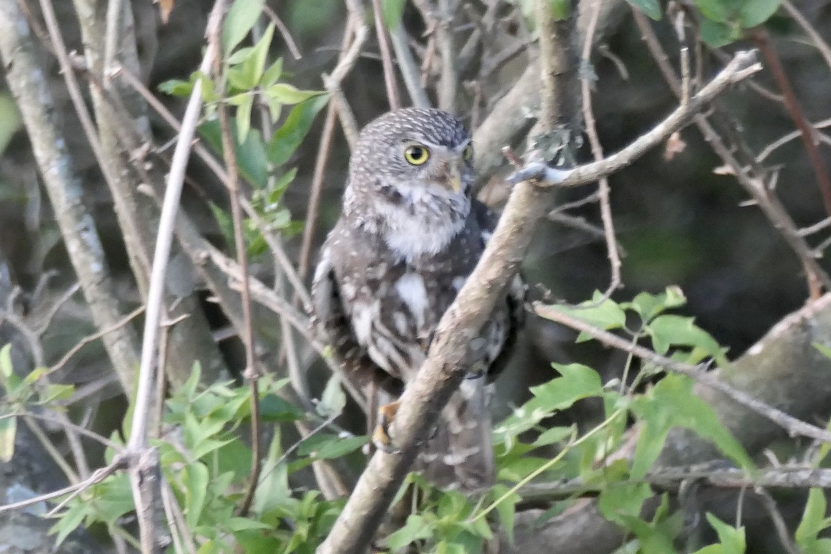 Ferruginous Pygmy-Owl - ML539837001