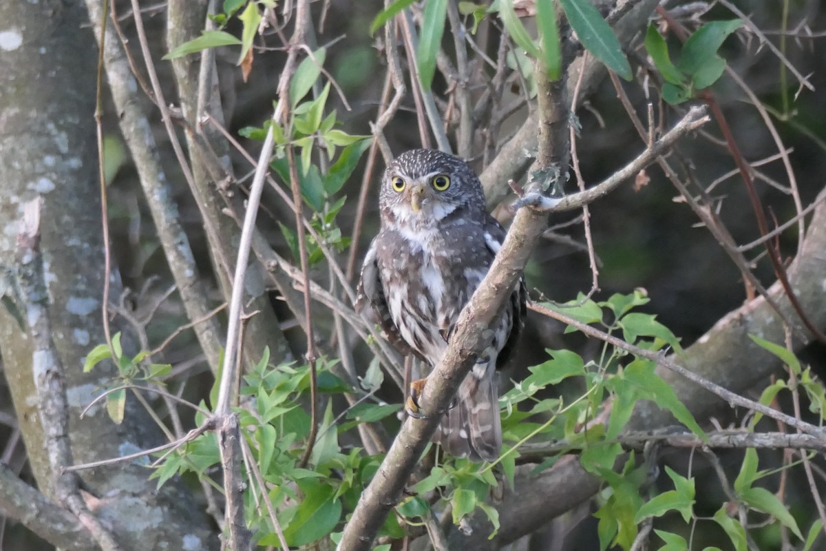 Ferruginous Pygmy-Owl - ML539837011