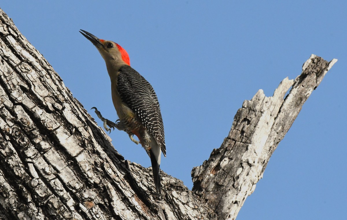 Golden-fronted Woodpecker - ML539837531